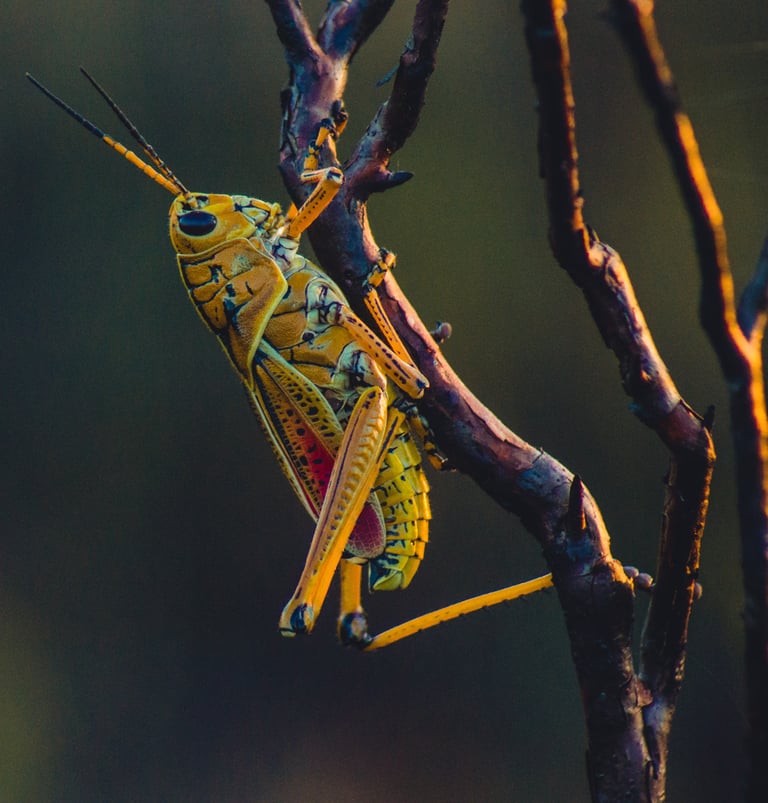 grasshopper